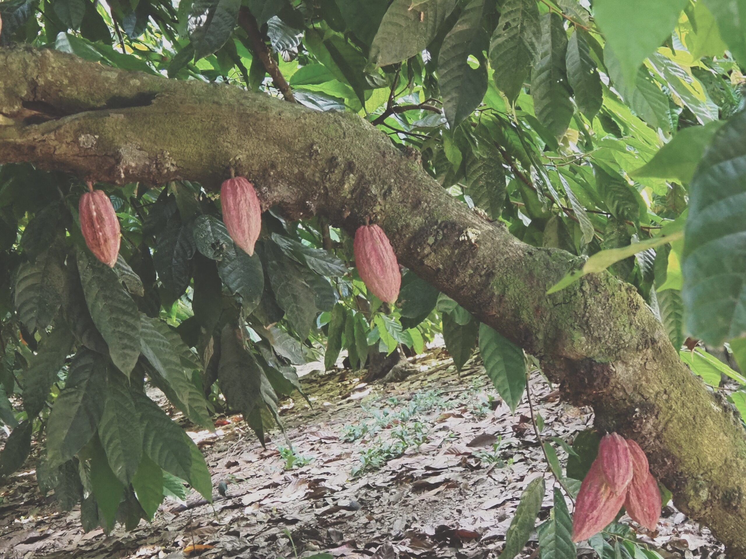 お届けについて