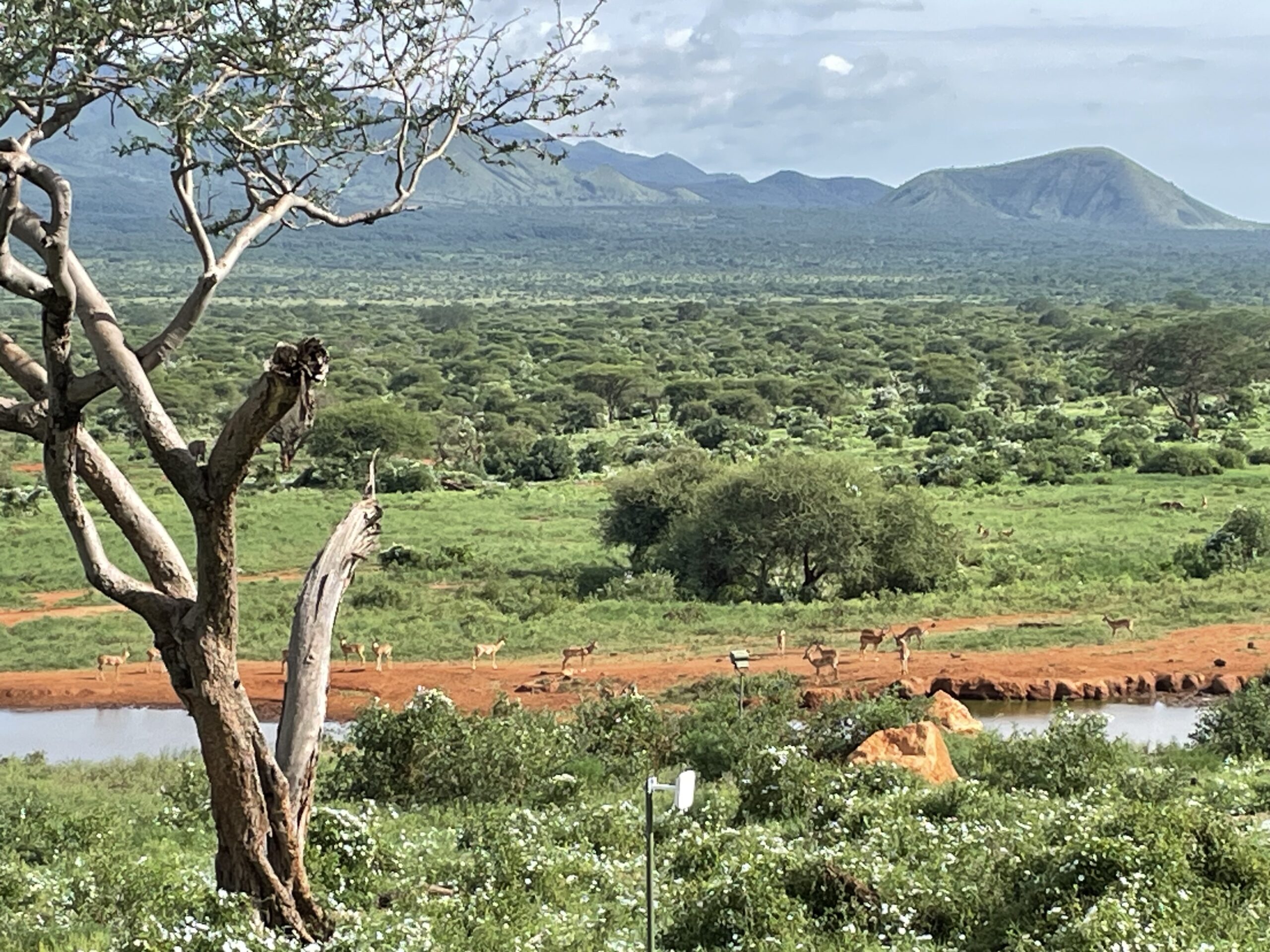 アフリカの大地